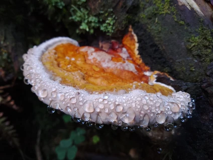 Passeggiata nei boschi dell'entroterra gardesano alla ricerca di funghi spontanei 3
